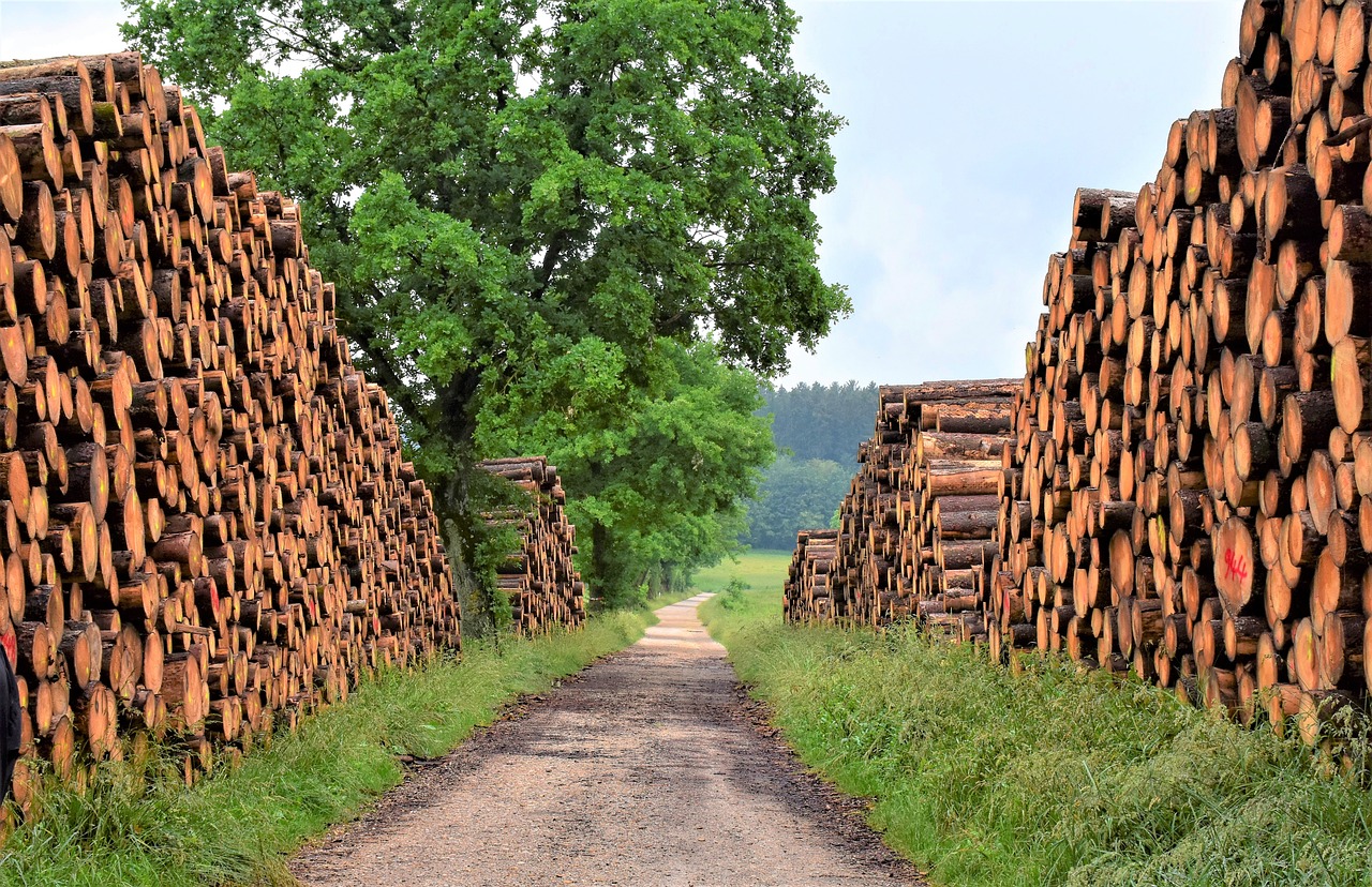 wood, timber industry, forest-5311293.jpg